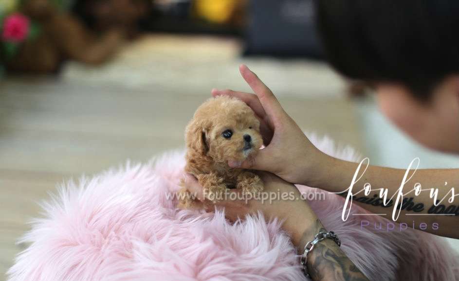 Amore - Poodle F.