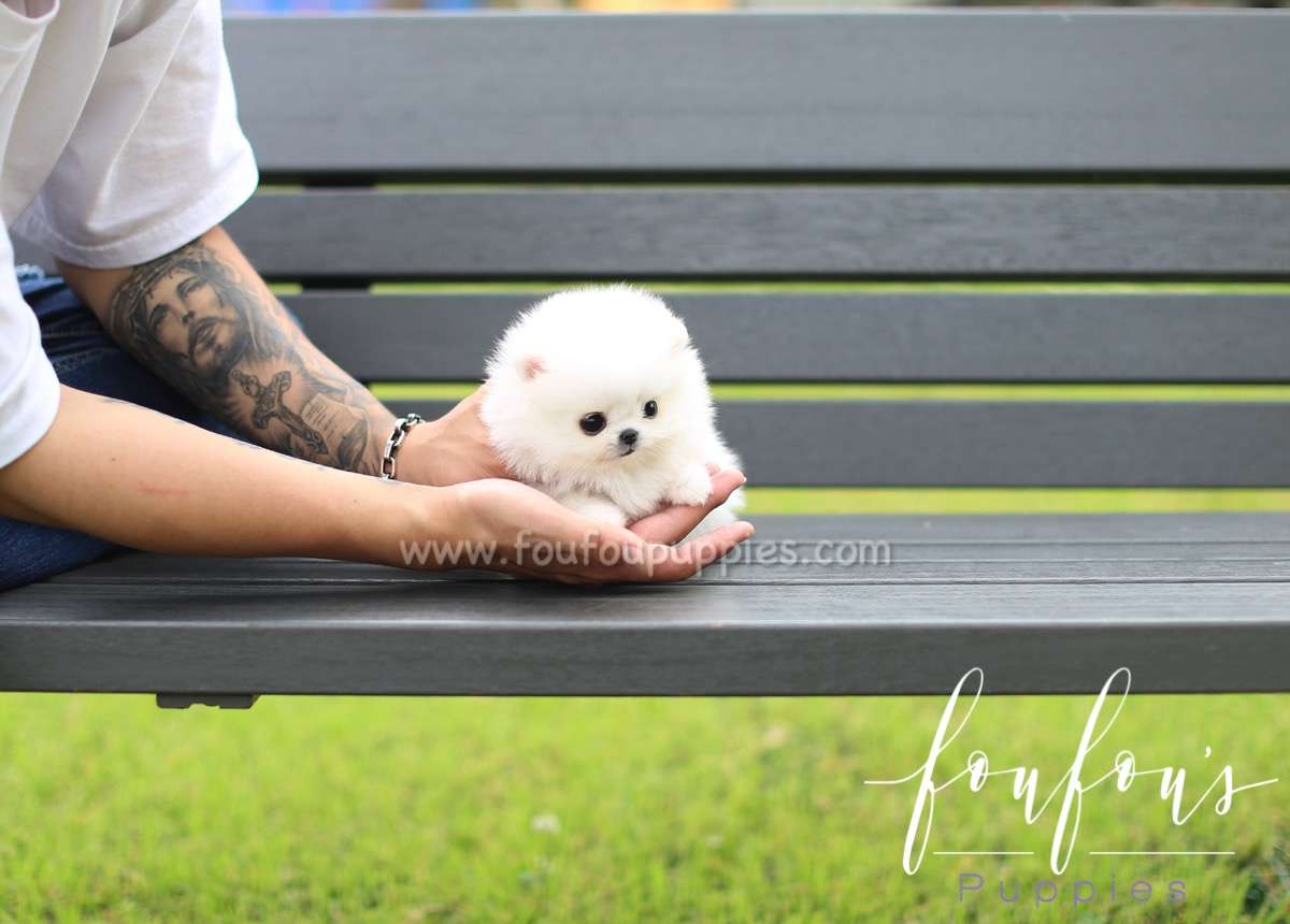 Milo - Pomeranian M.