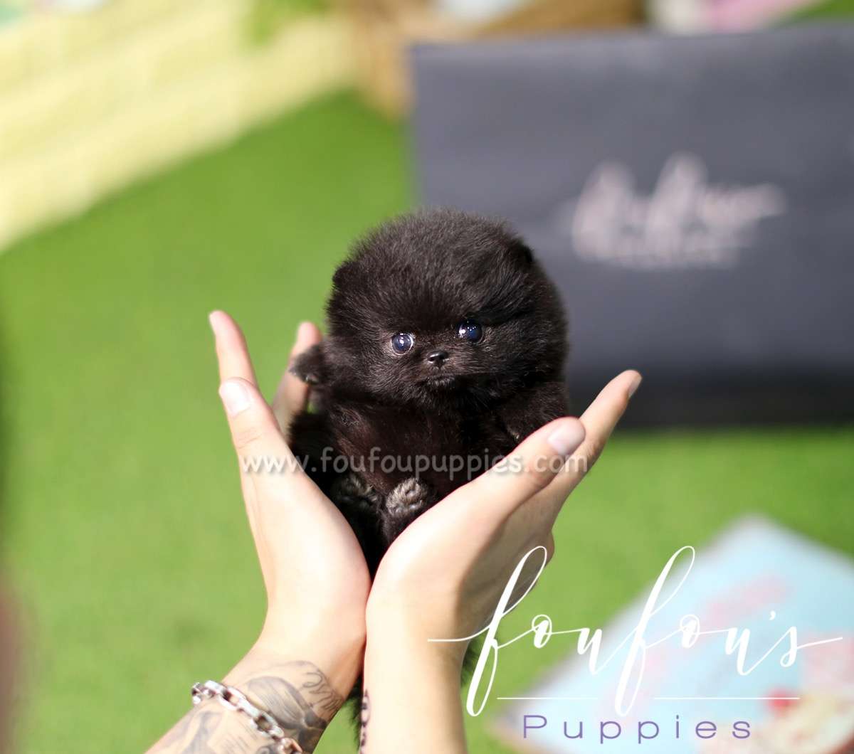 Raven - Pomeranian F.