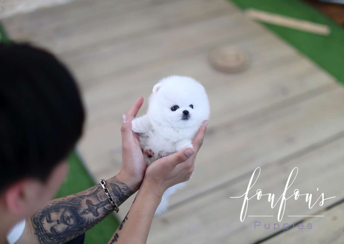 Bello - Pomeranian M.