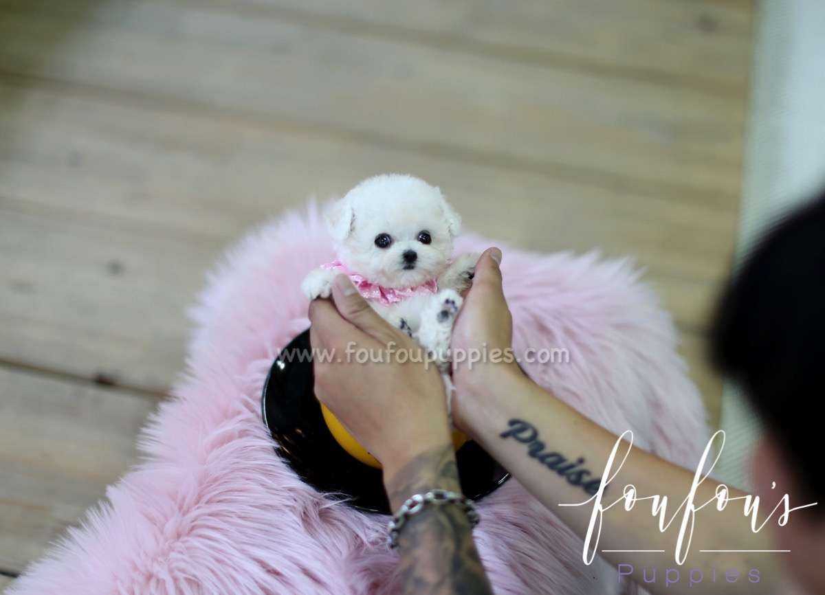 Daisy - Poodle F.