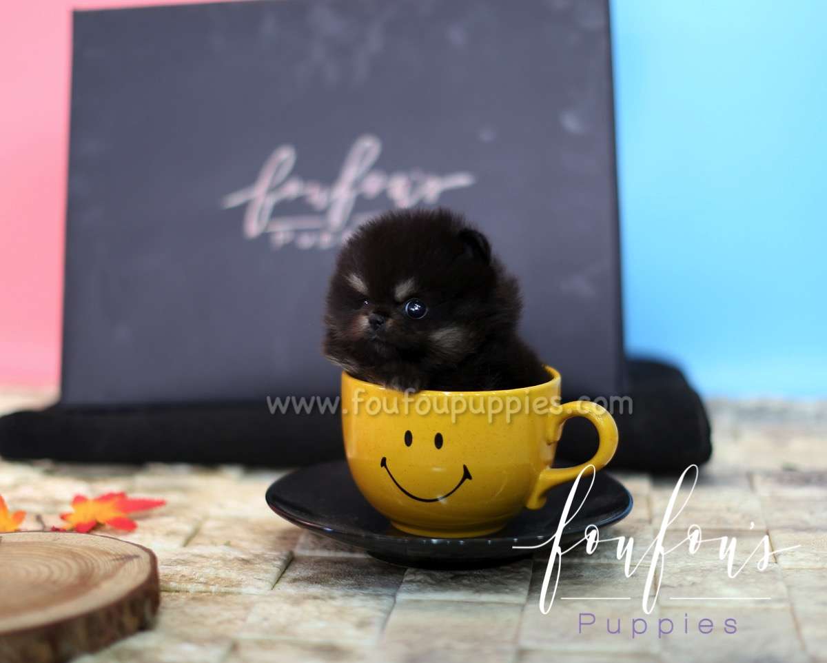 Jazz - Pomeranian M.