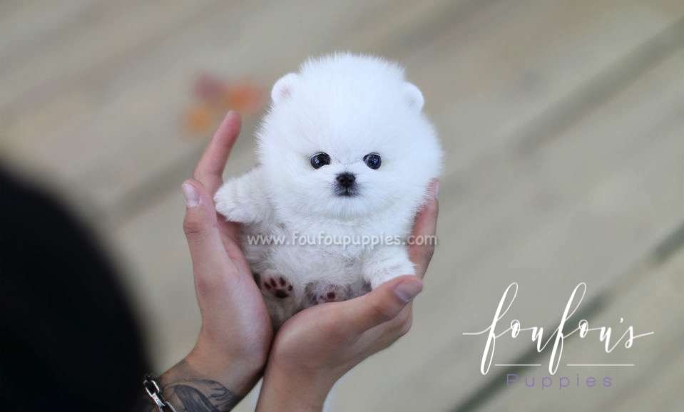 Bello - Pomeranian M.