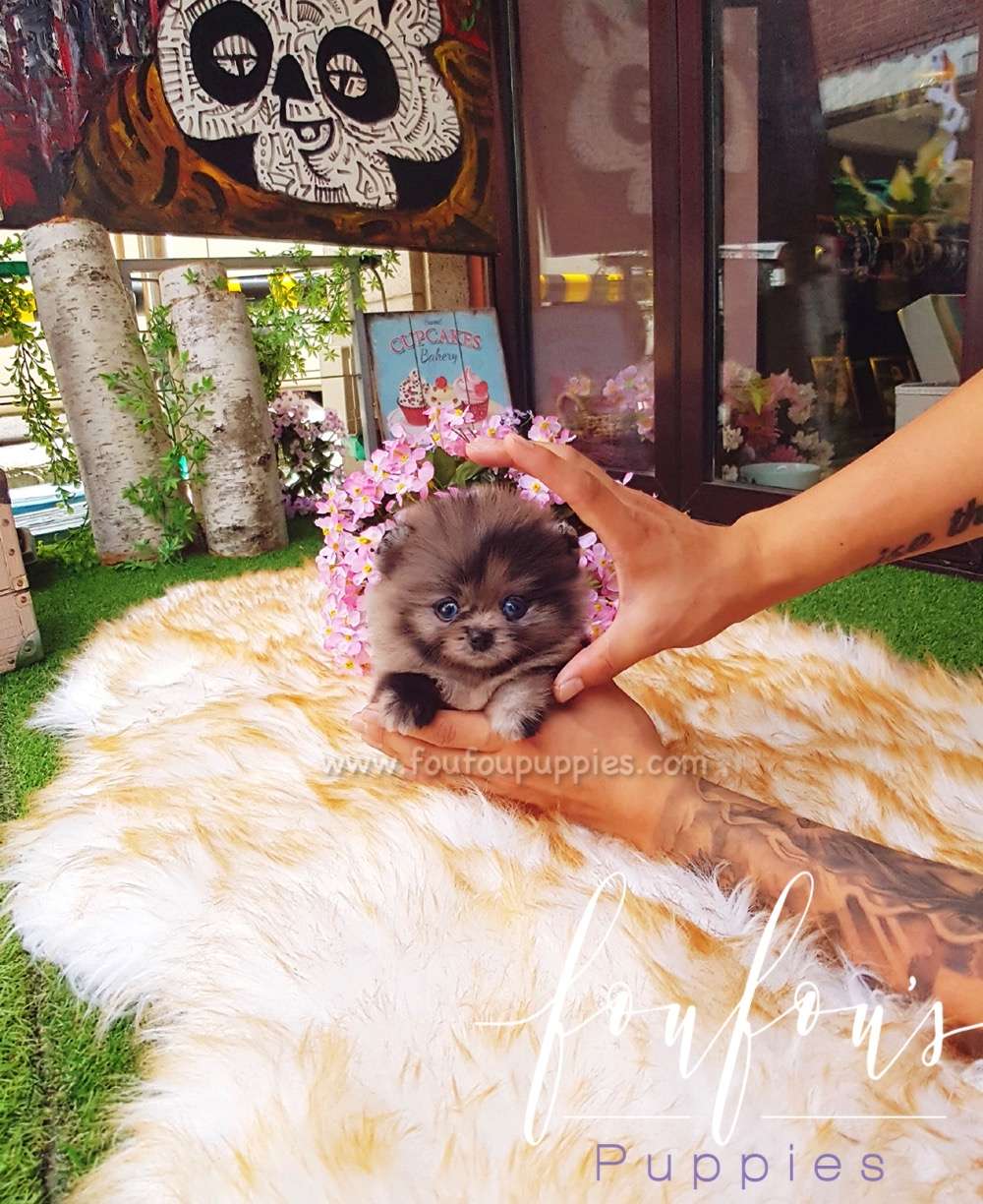 Acai - Pomeranian M.