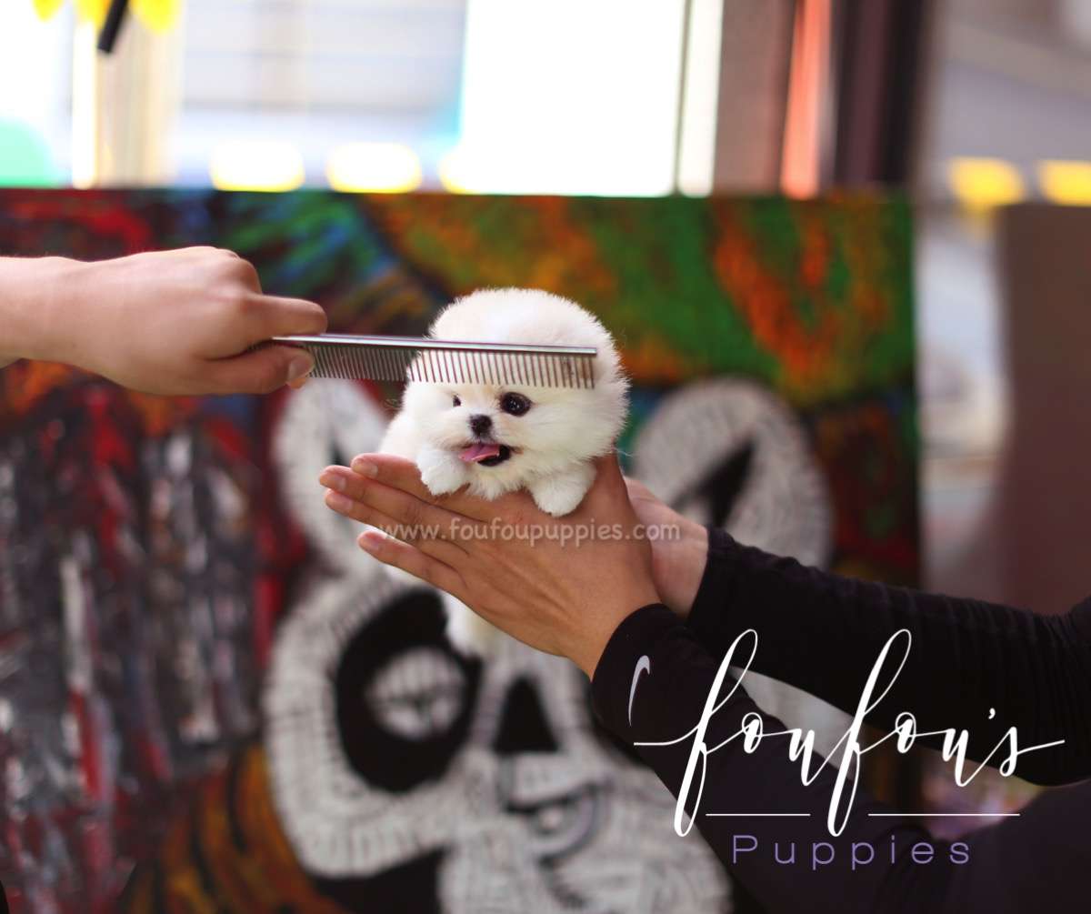 Crème - Pomeranian M