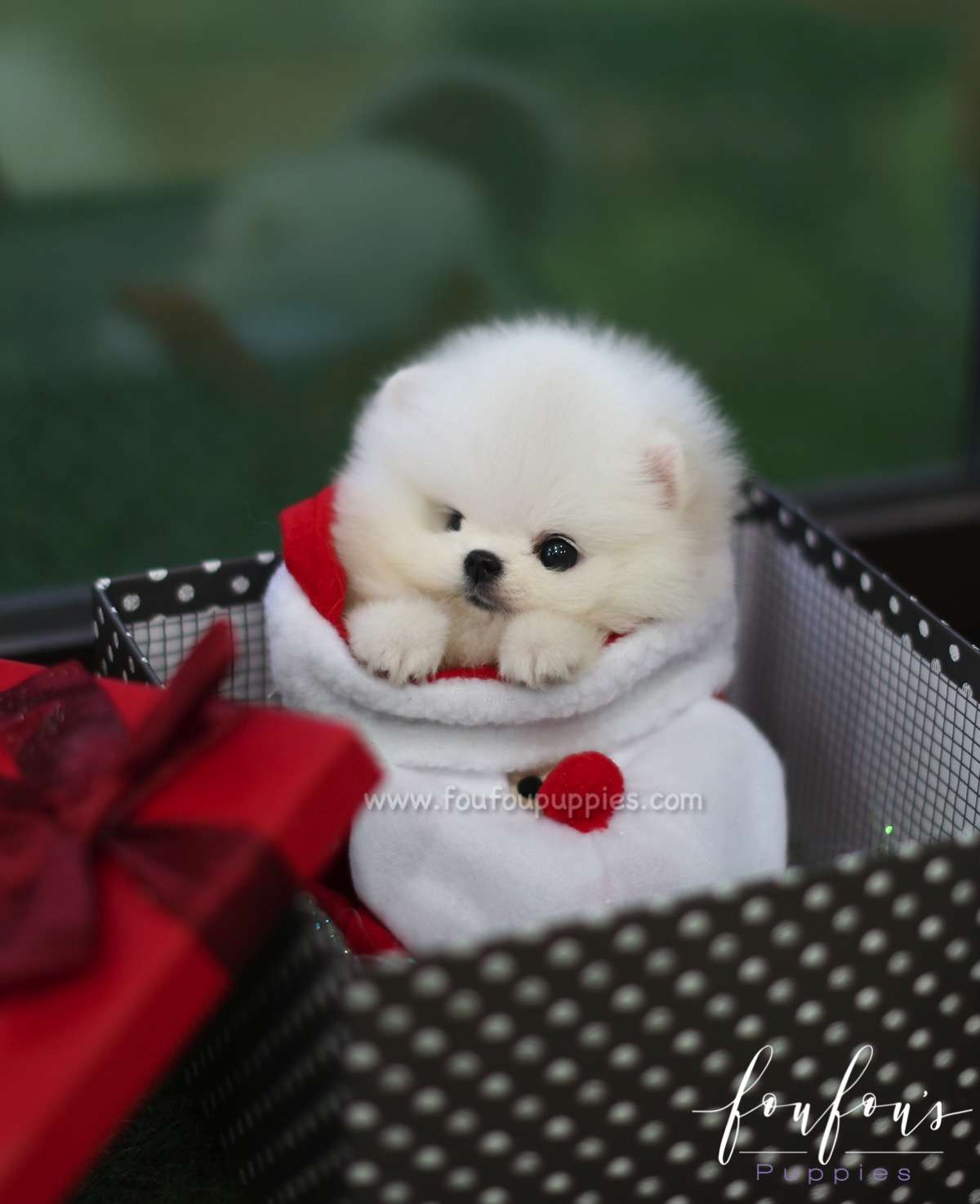 Jolly - Pomeranian F.