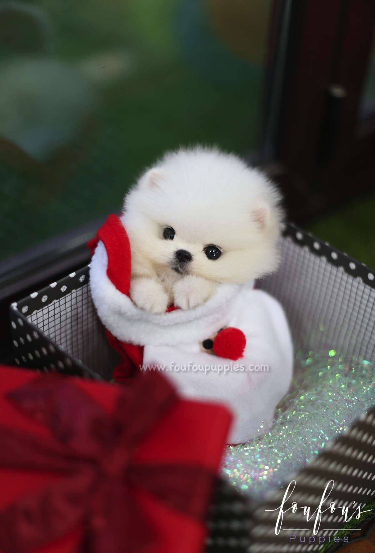 Jolly - Pomeranian F.