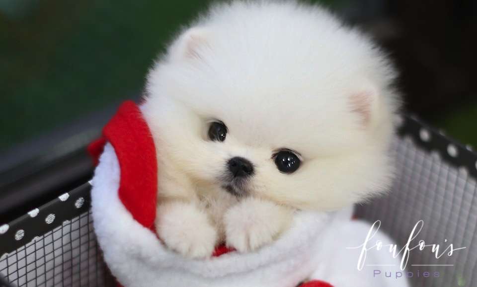 Jolly - Pomeranian F.