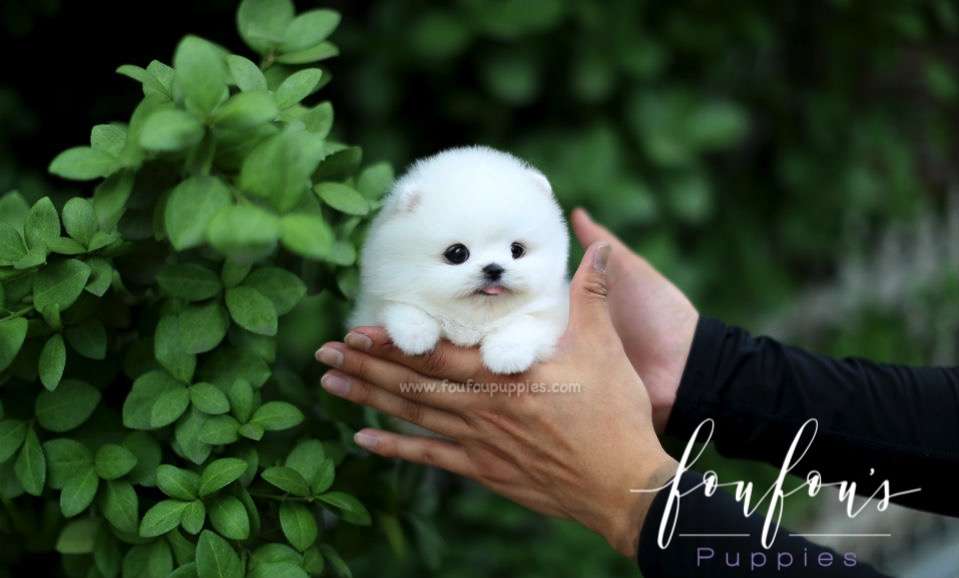 Milk - Pomeranian M.