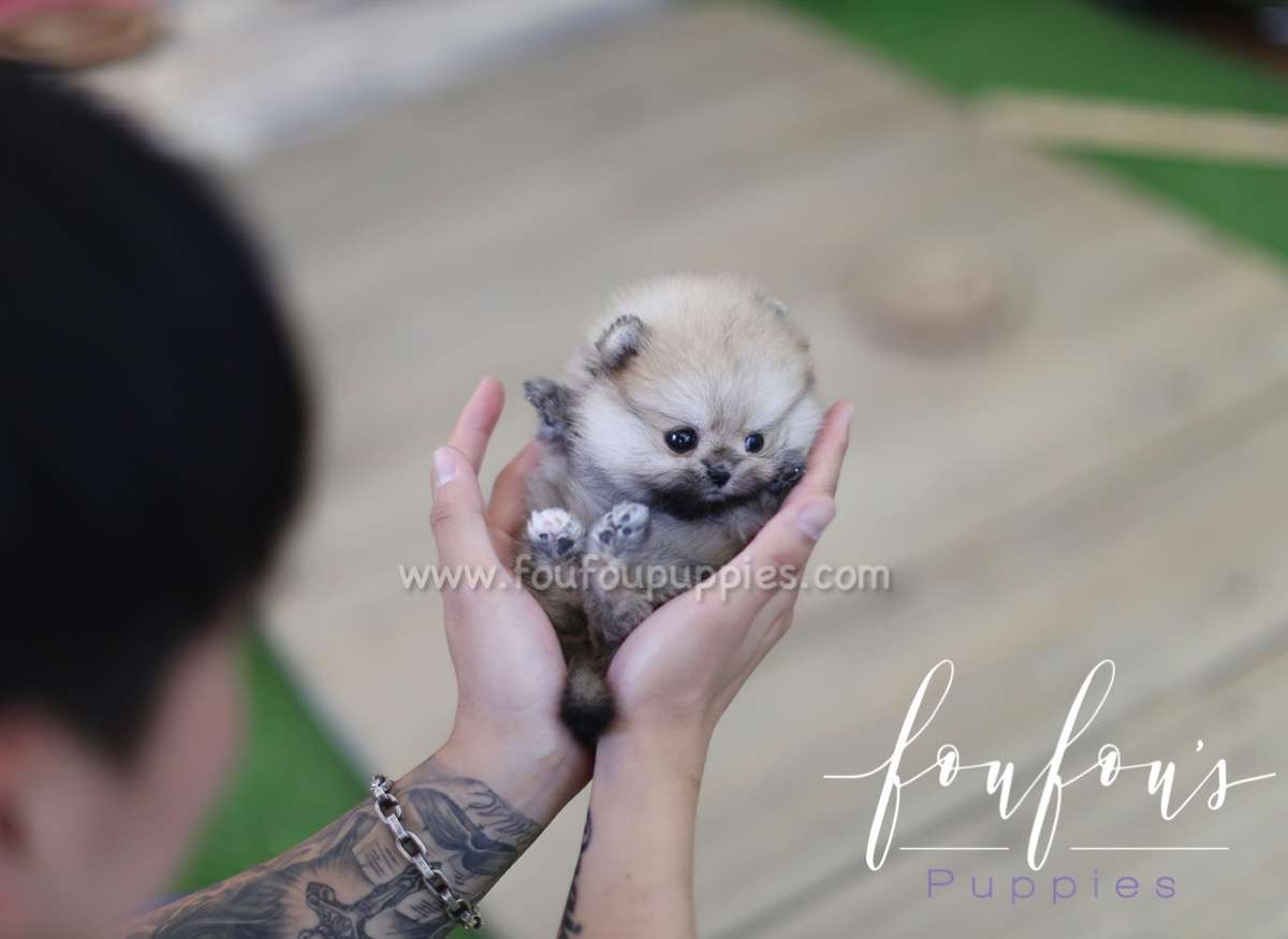 Moon - Pomeranian F.