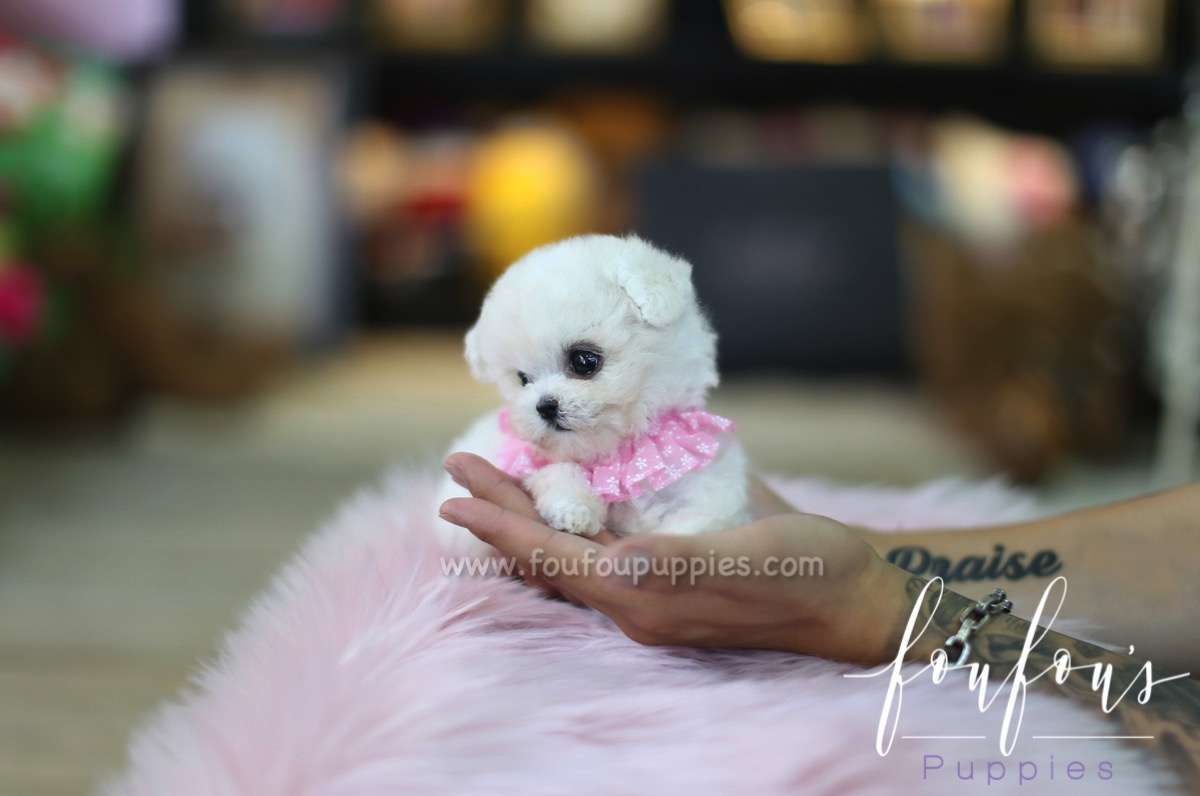 Daisy - Poodle F.