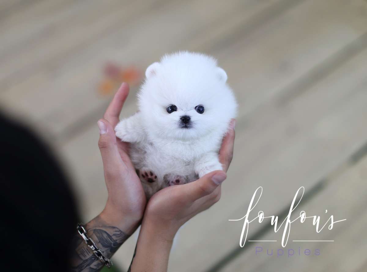 Bello - Pomeranian M.