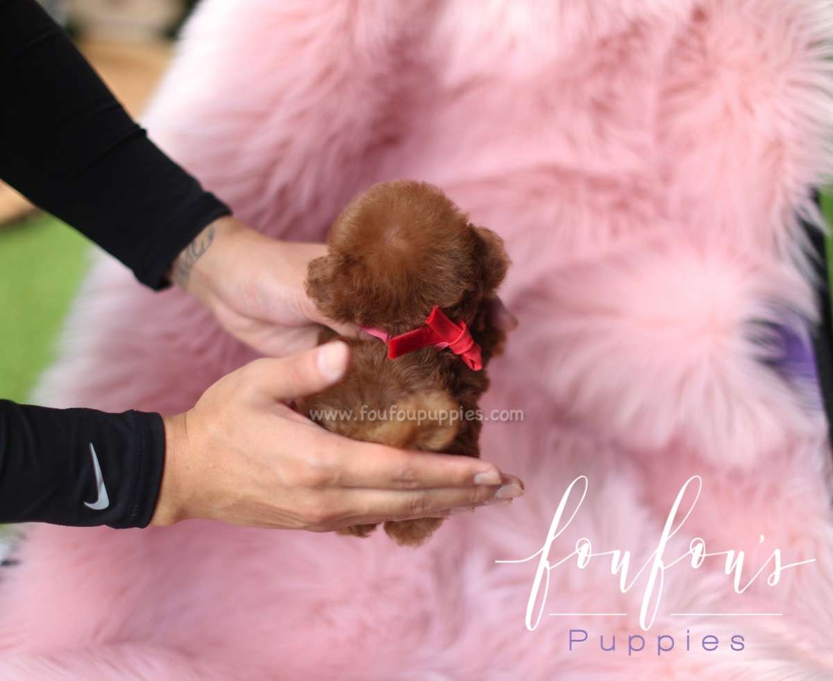 Duke - Poodle M.