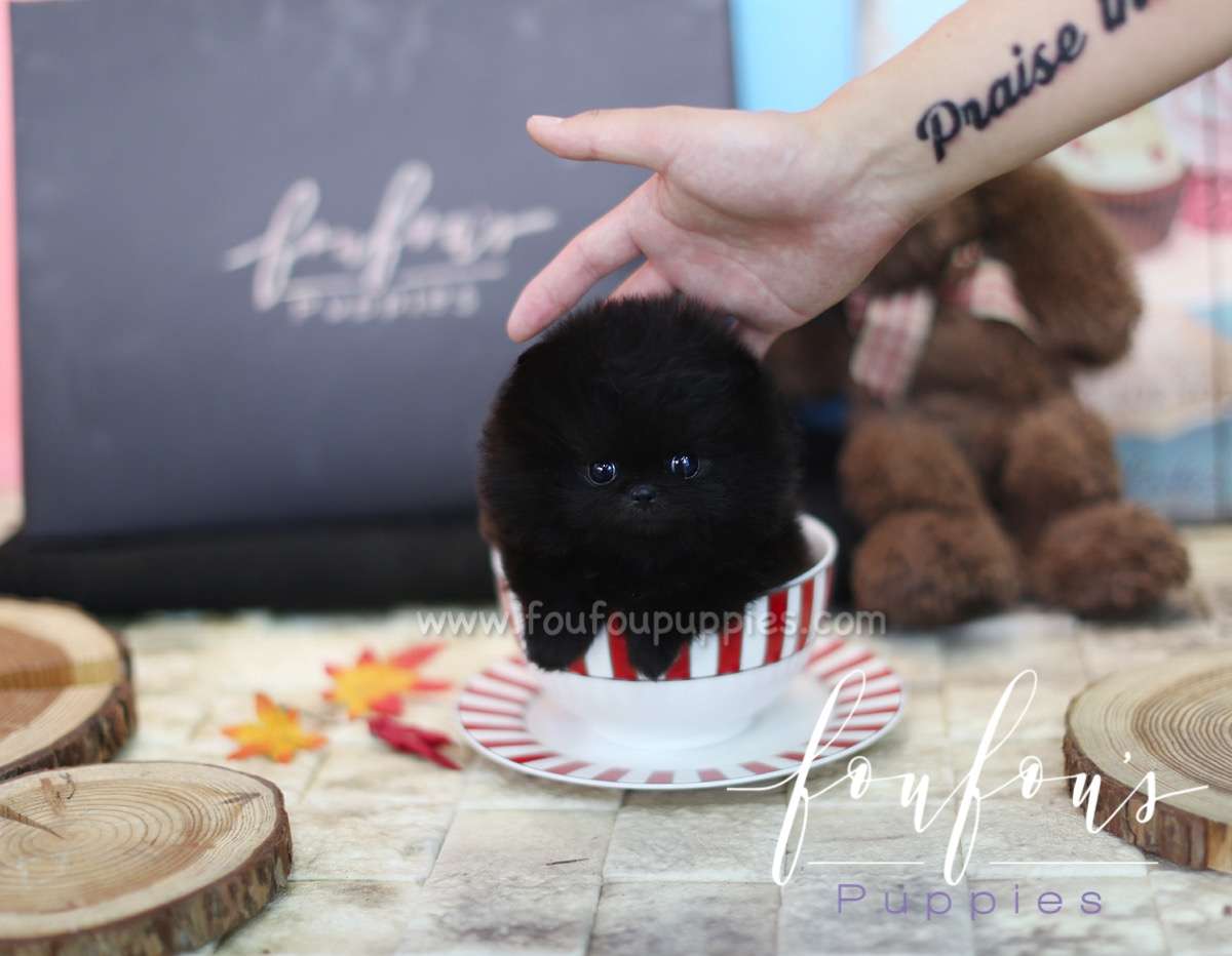 Raven - Pomeranian F.