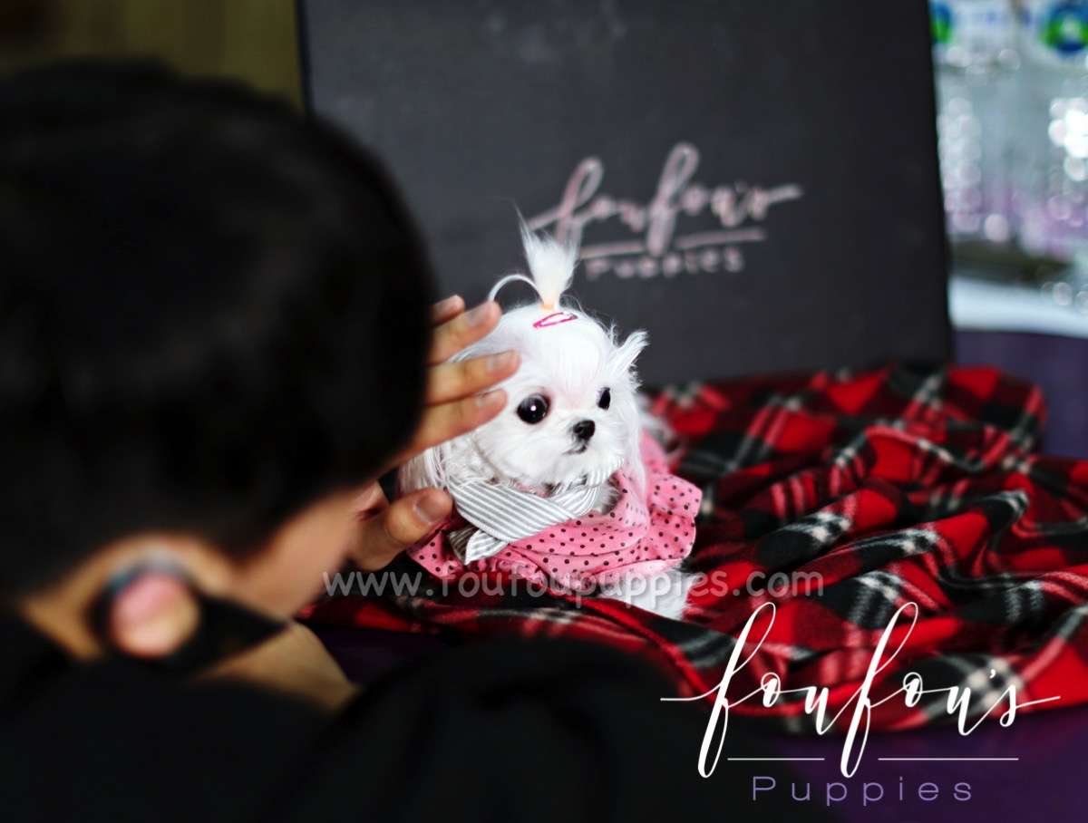 Toto - Maltese M.