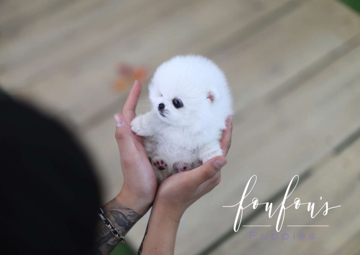 Bello - Pomeranian M.