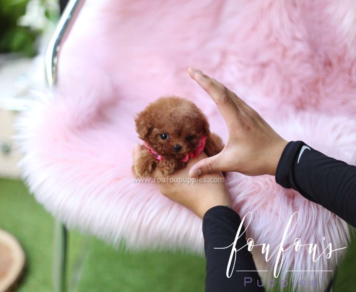 Duke - Poodle M.
