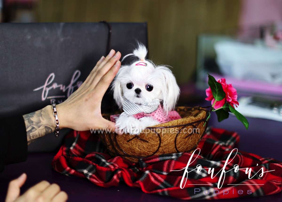 Toto - Maltese M.