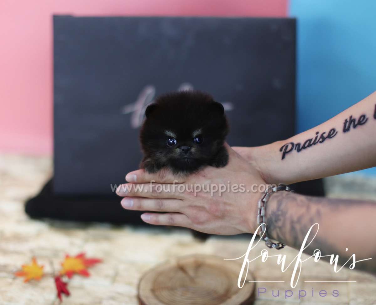 Jazz - Pomeranian M.