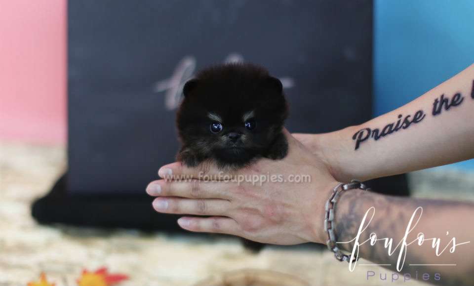 Jazz - Pomeranian M.