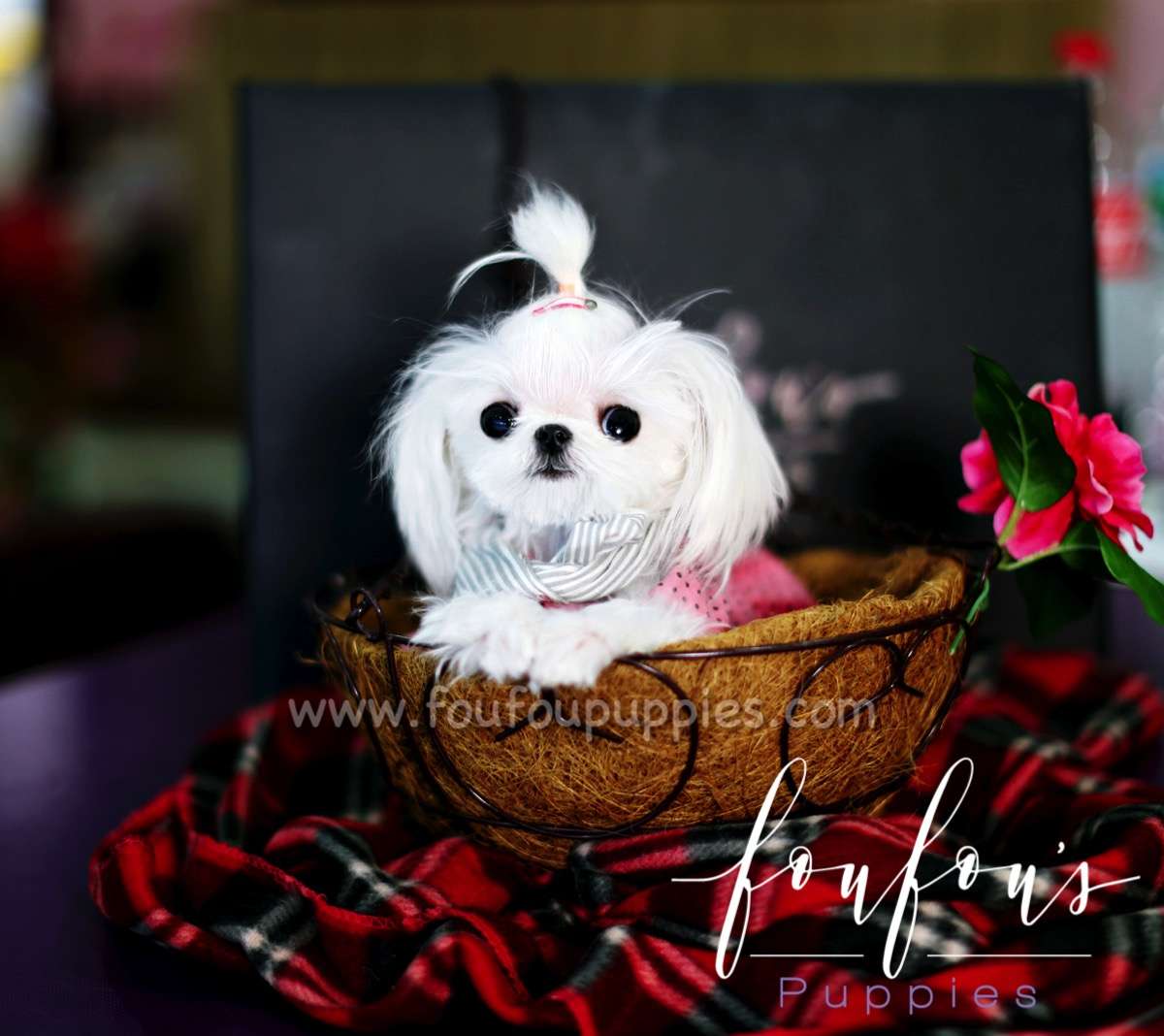 Toto - Maltese M.
