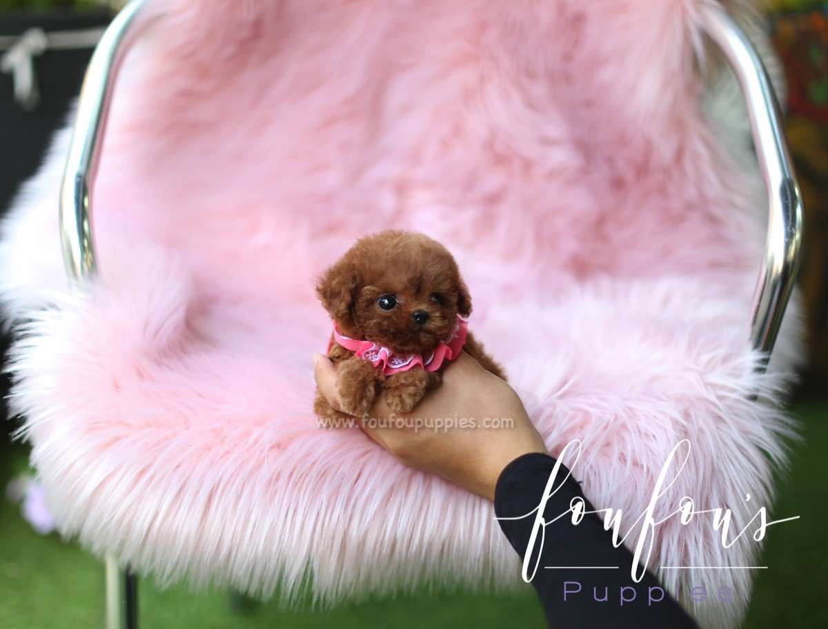 Duke - Poodle M.
