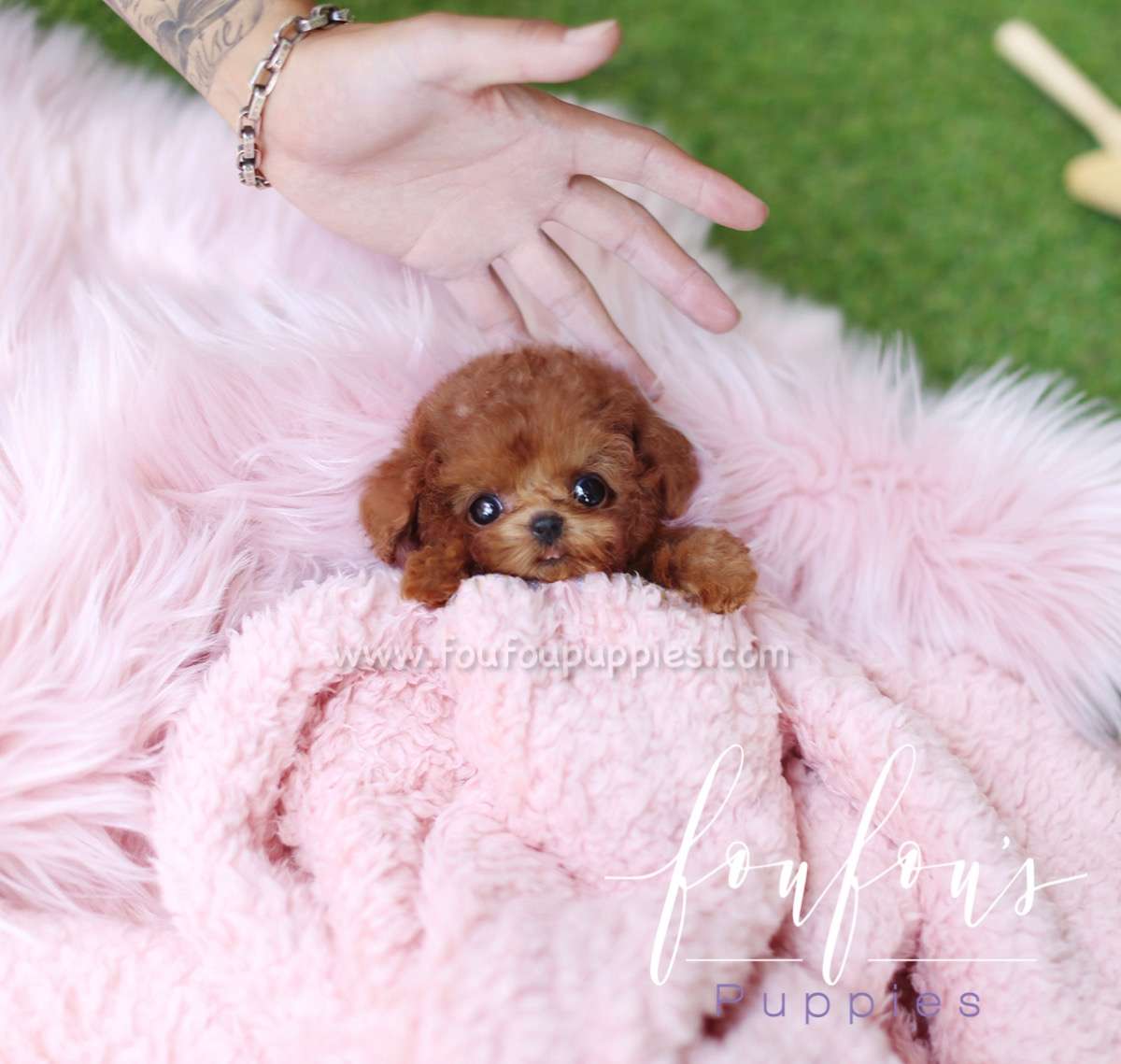Lesley - Poodle F.