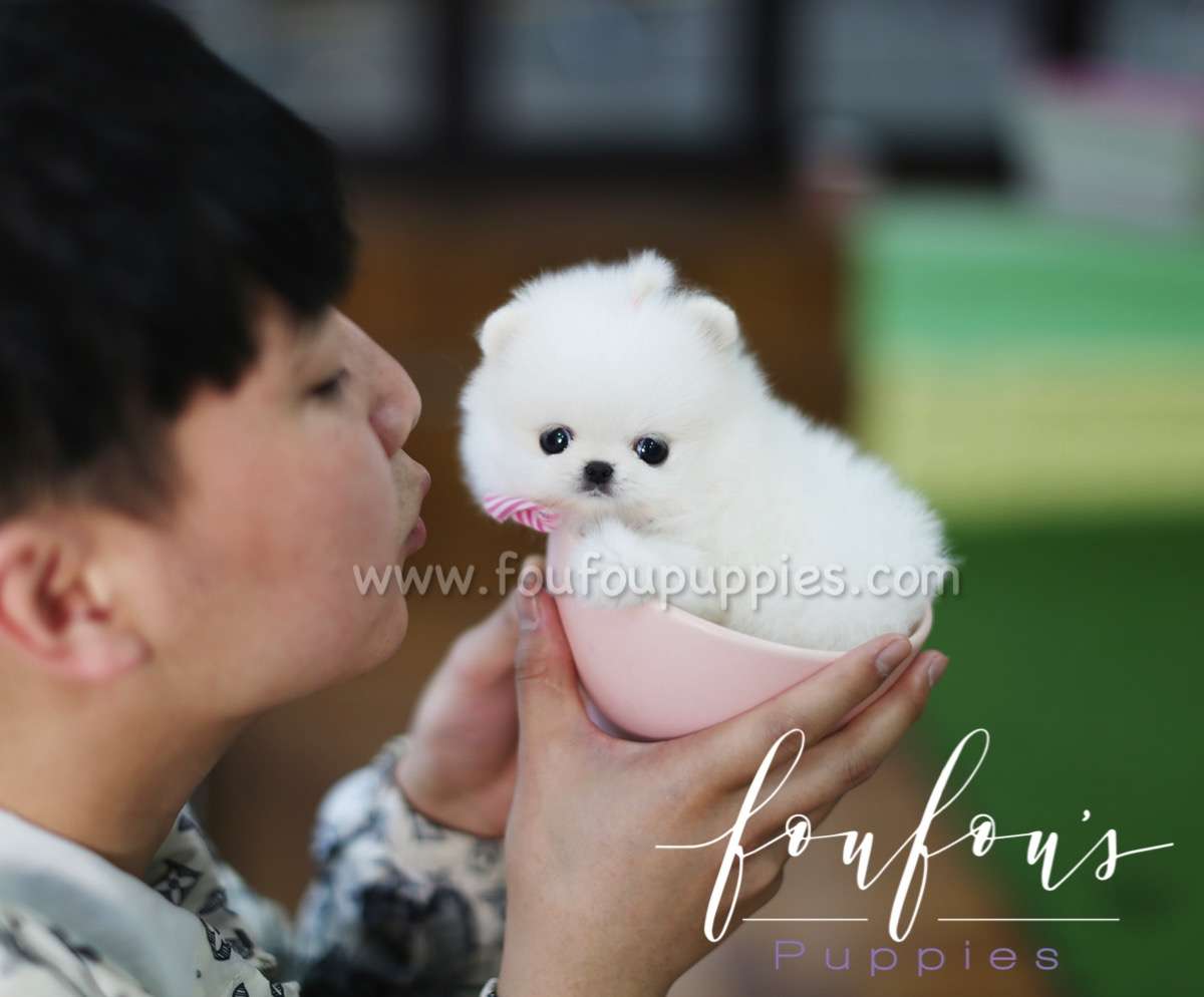 Nemo - Pomeranian M.