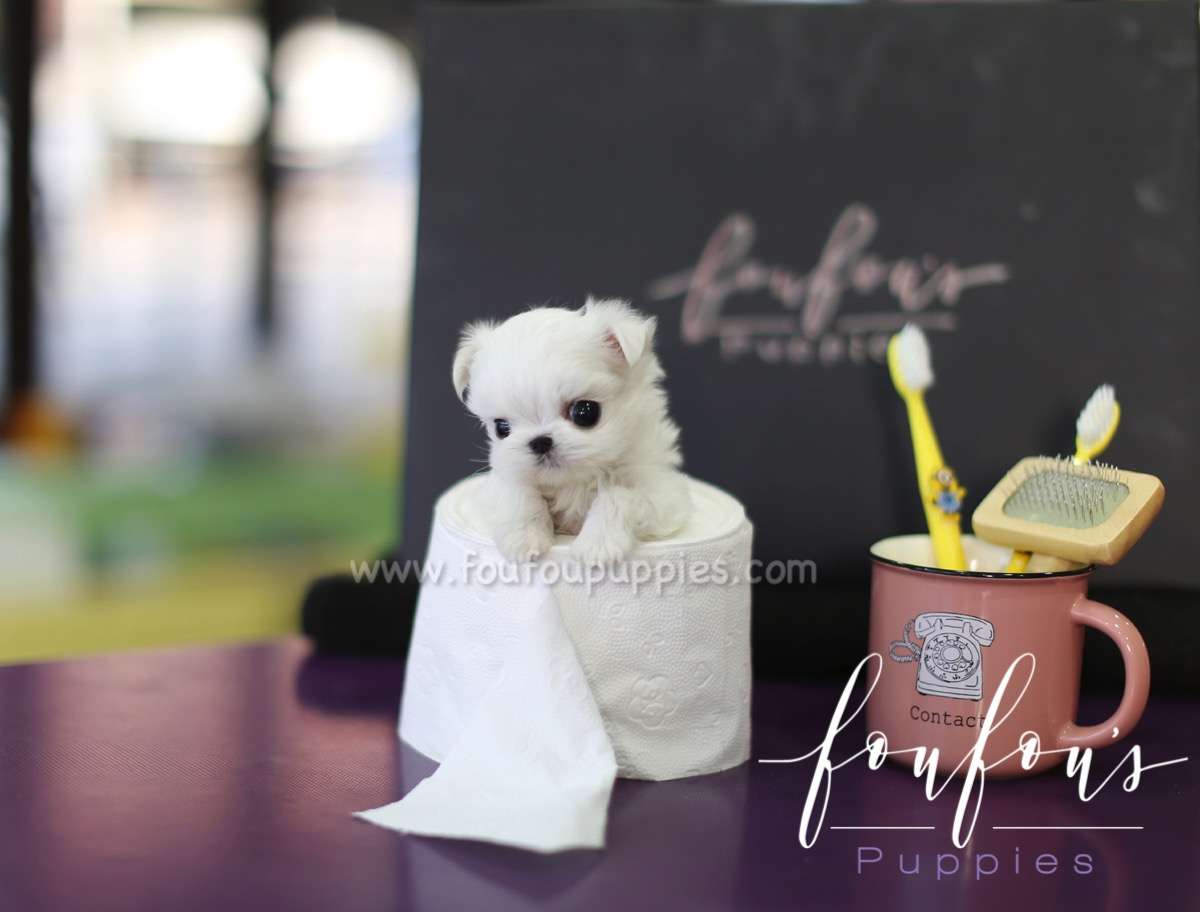 Snoopy - Maltese M.