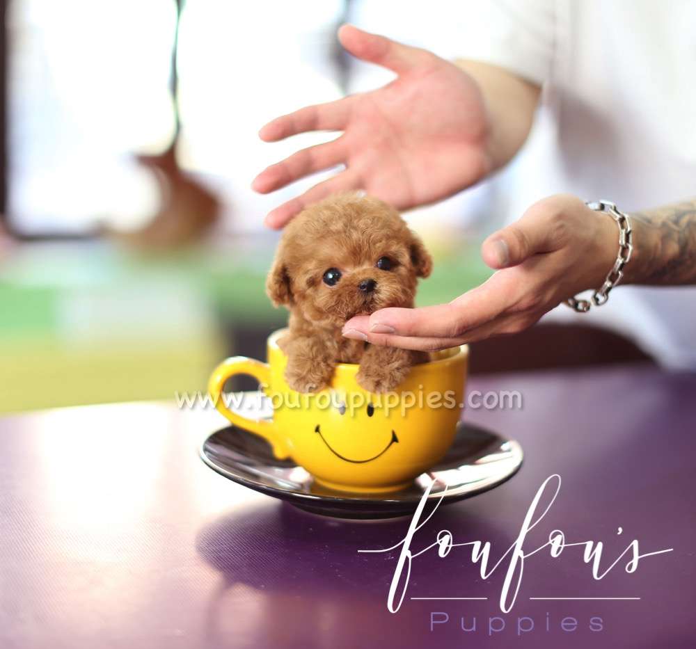 Teddy - Poodle M.