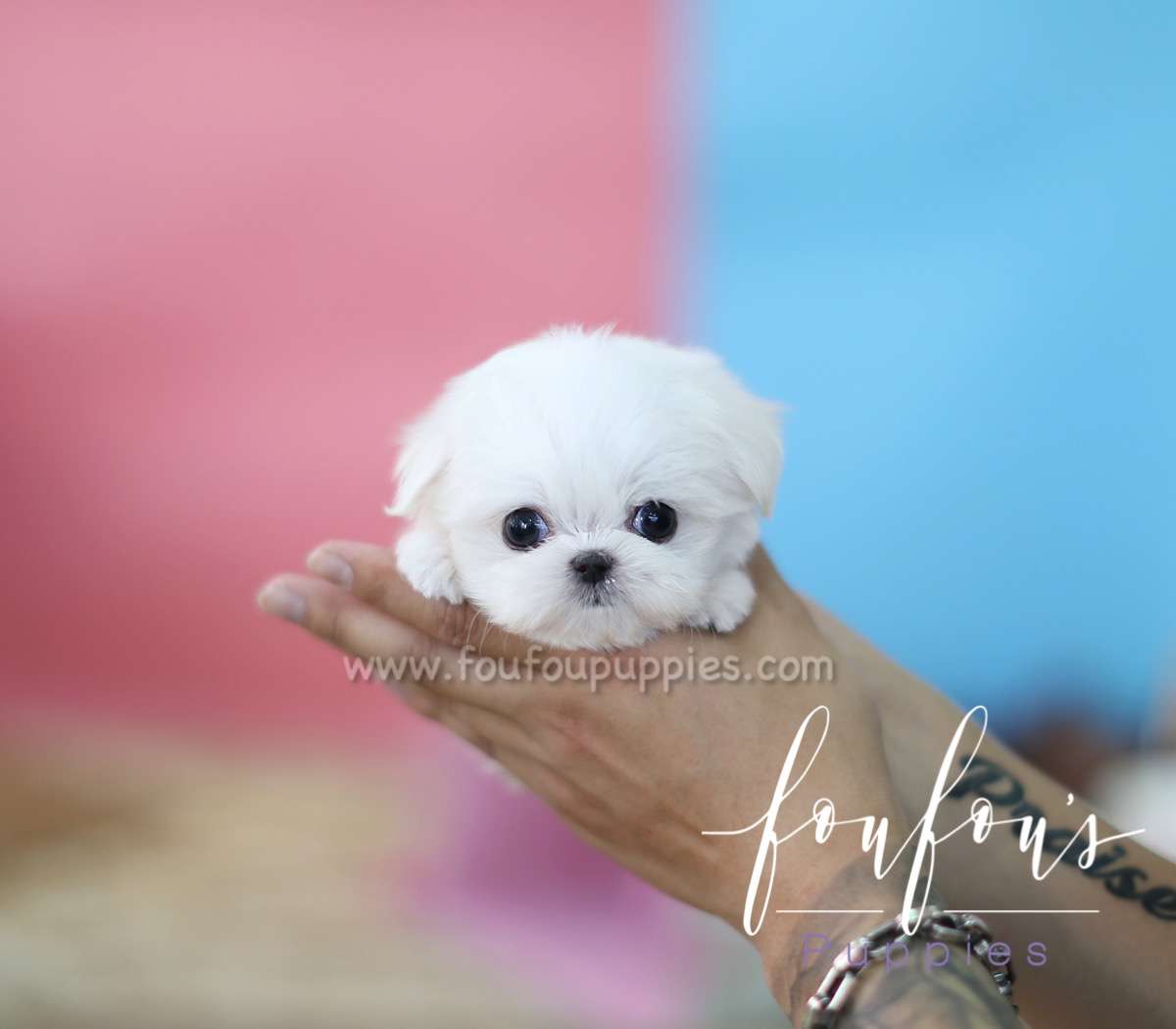 Benji - Maltese M.