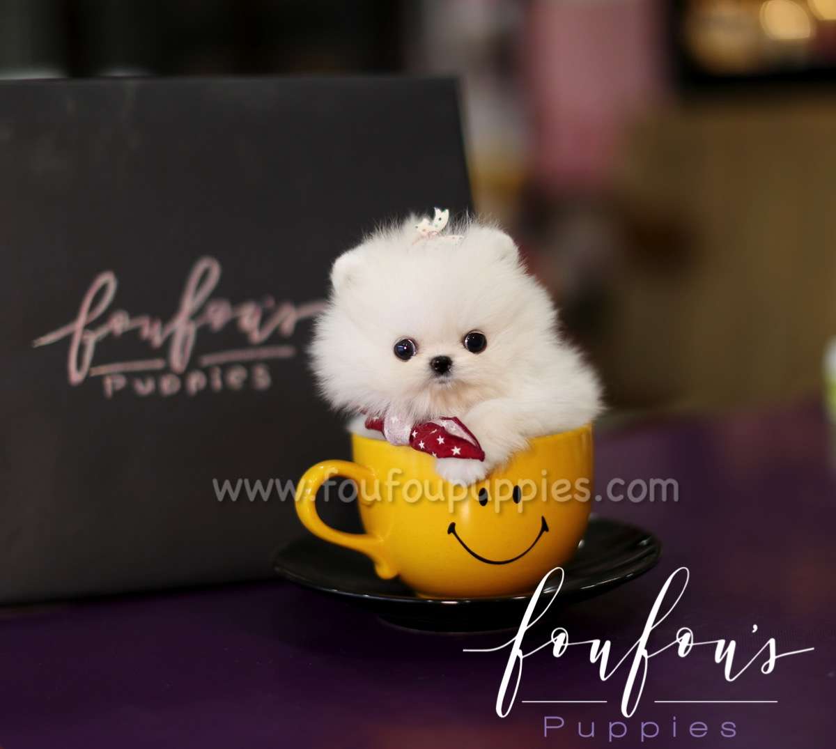 Missy - Pomeranian F.
