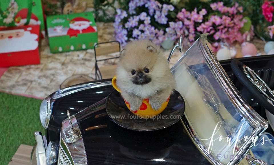 Bubba - Pomeranian M.