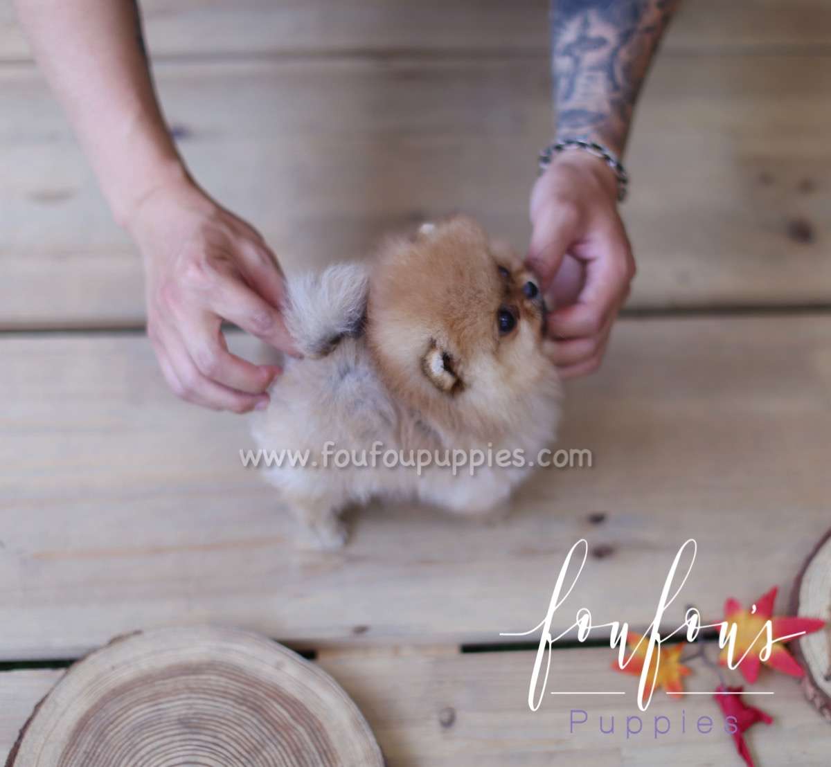 Gigi - Pomeranian F.