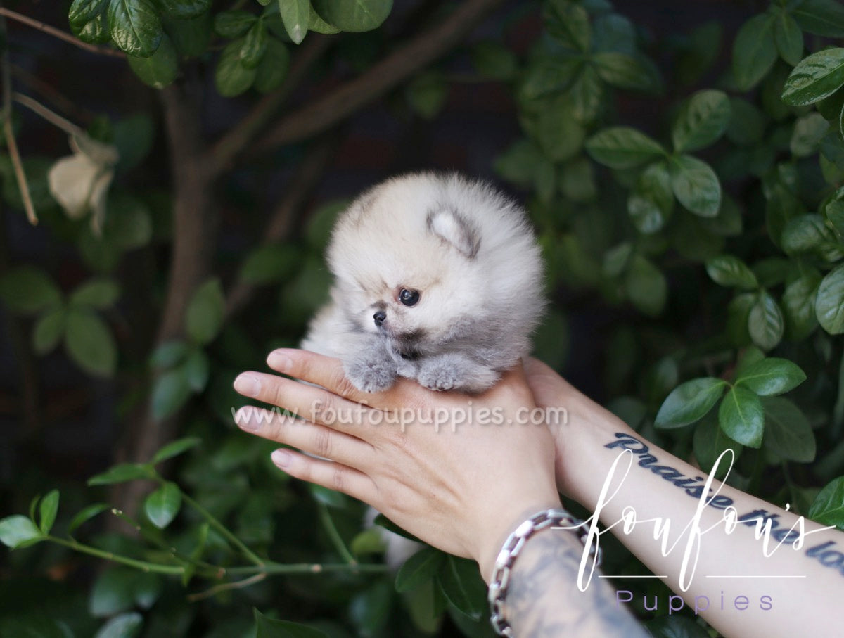 Yogi - Pomeranian M.