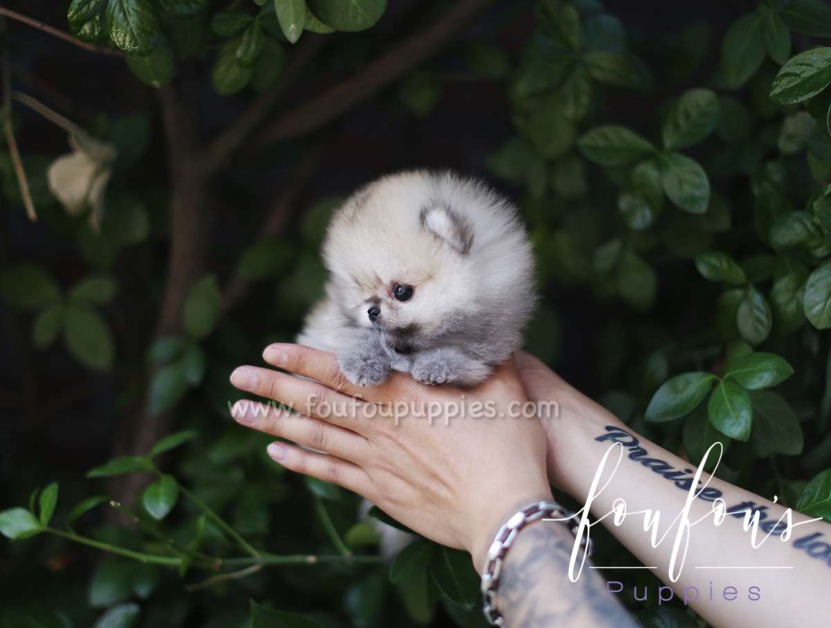 Yogi - Pomeranian M.