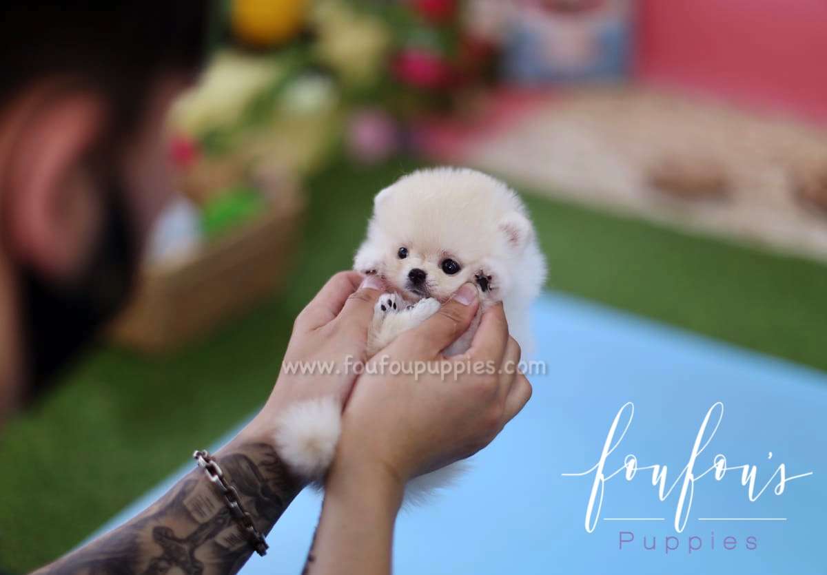 Simba - Pomeranian M.