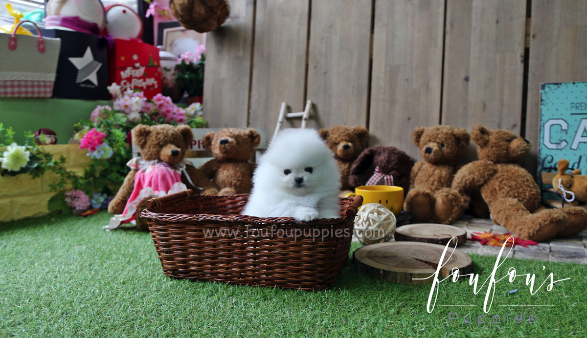 Lux - Pomeranian M.