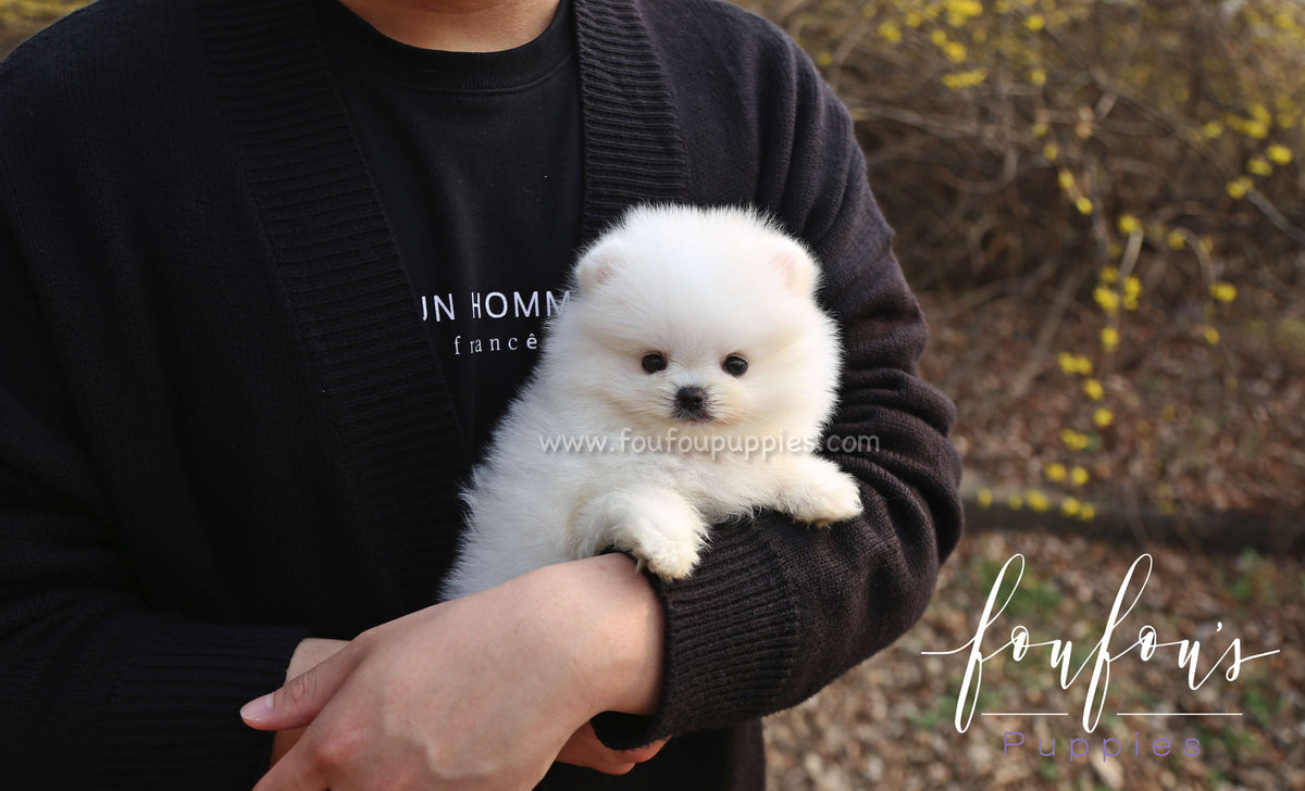 Barney - Pomeranian M.