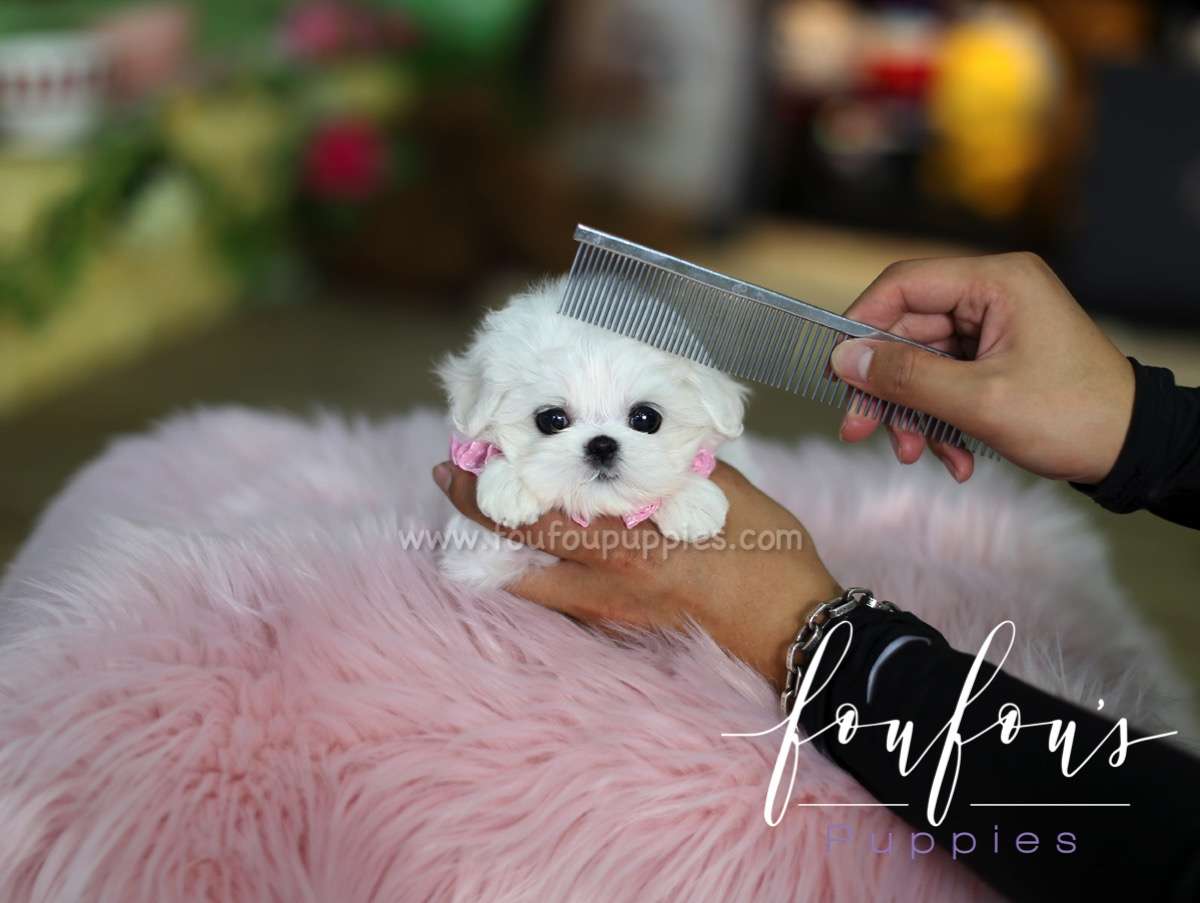 Coco -Maltese F.