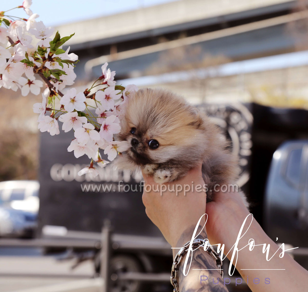 Muffin - Pomeranian M.