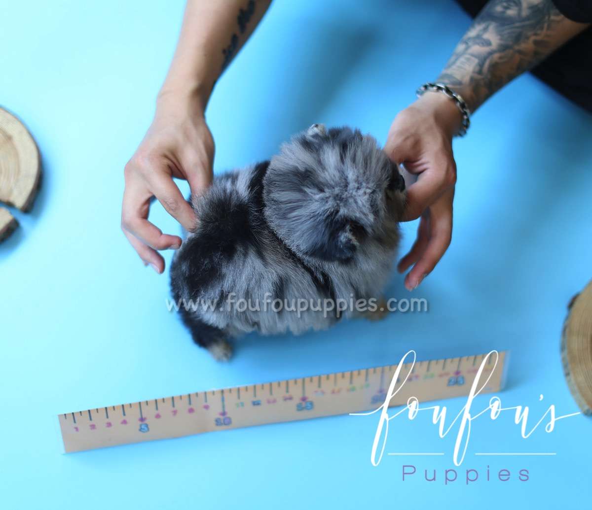 Azura - Pomeranian F.