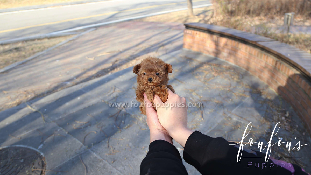 Ralph - Poodle M.