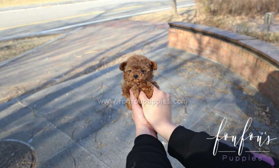 Ralph - Poodle M.