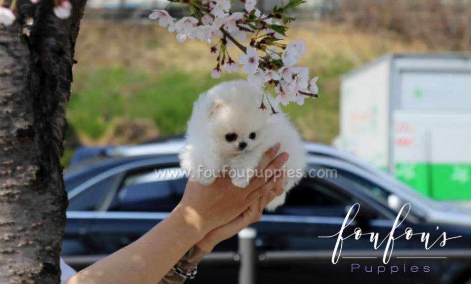 Richie - Pomeranian M.