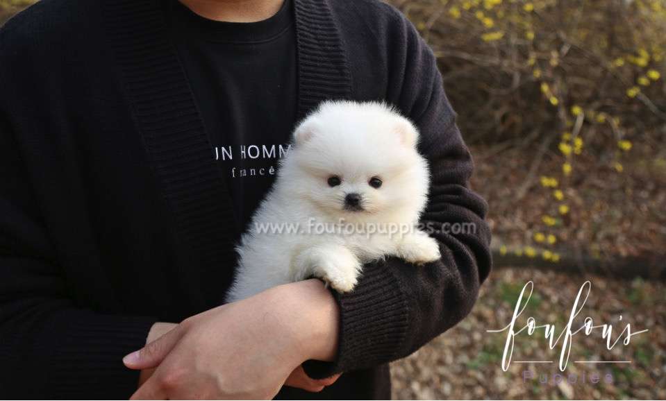 Barney - Pomeranian M.