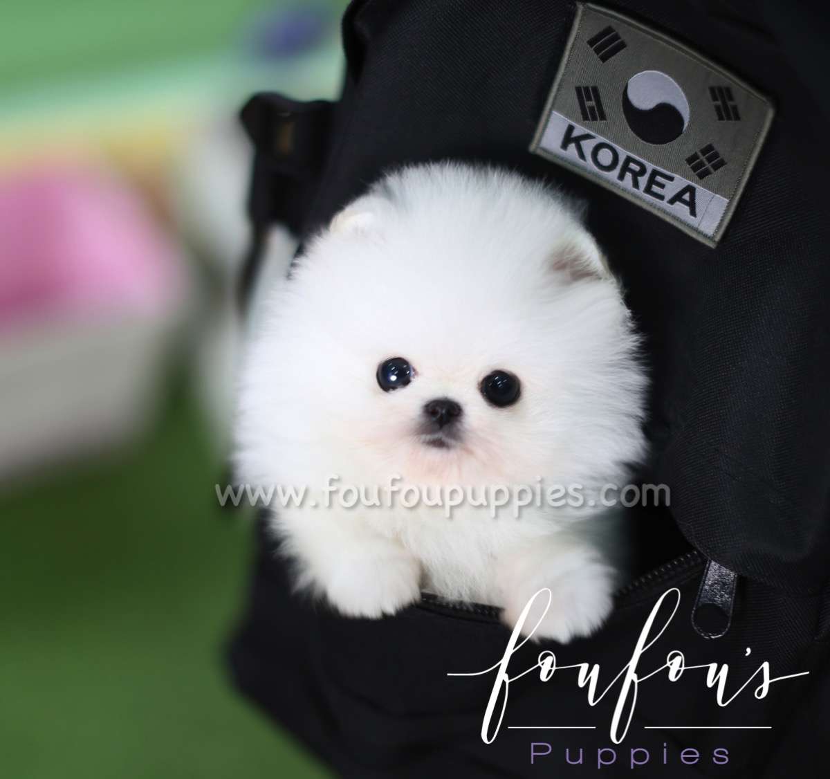 Nova - Pomeranian M.