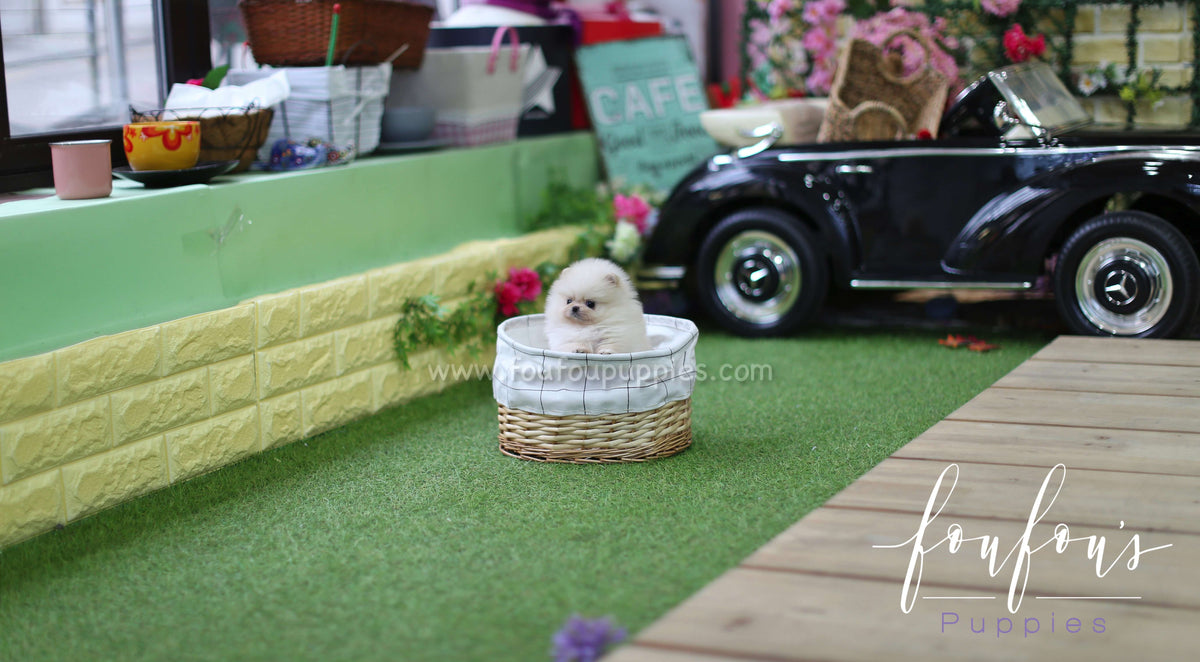 Hermēs - Pomeranian M.