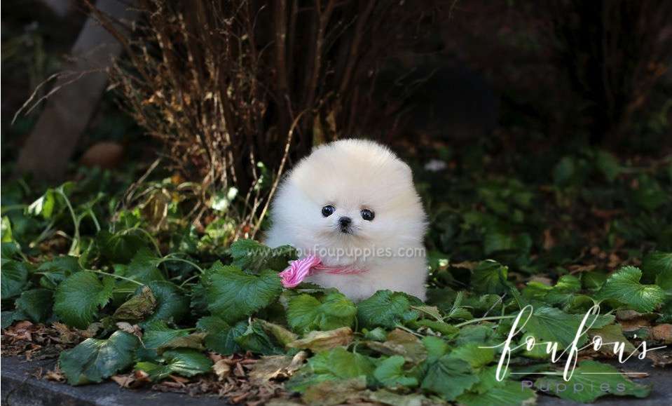 Cocada - Pomeranian F.