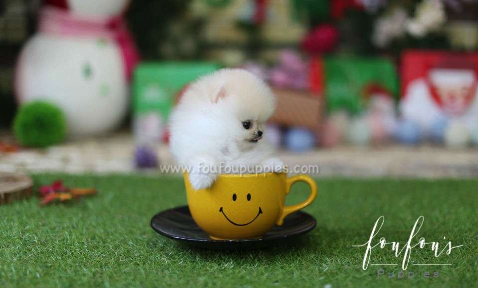 Chanel - Pomeranian F.